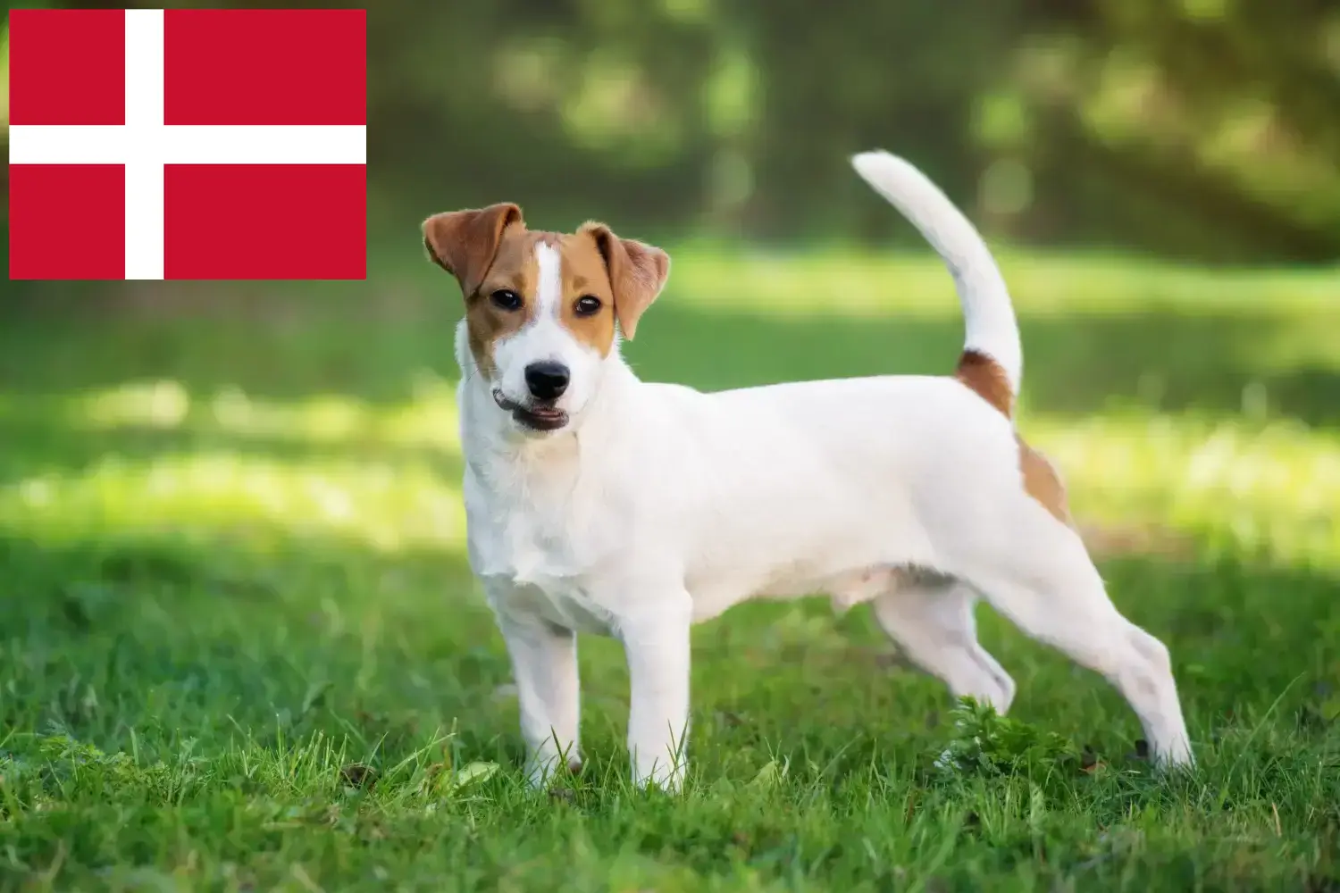 Jack Russell Welpen und Züchter Dänemark Hier findest Du Jack Russell Züchter in Dänemark.