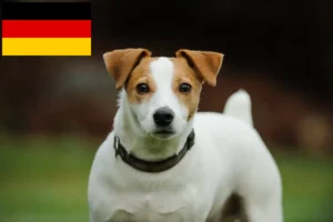 Read more about the article Jack Russell Züchter und Welpen in Deutschland