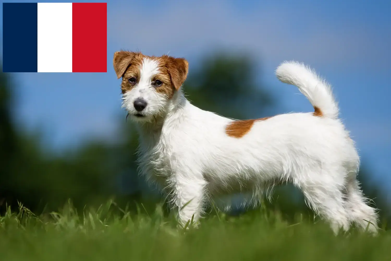 Jack Russell Welpen und Züchter Frankreich Hier findest Du Jack Russell Züchter in Frankreich.