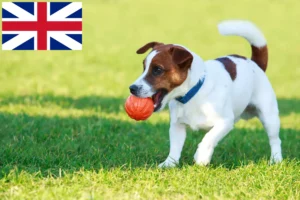 Read more about the article Jack Russell Züchter und Welpen in Großbritannien