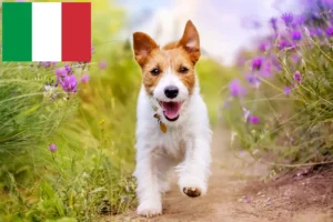 Read more about the article Jack Russell Züchter und Welpen in Italien