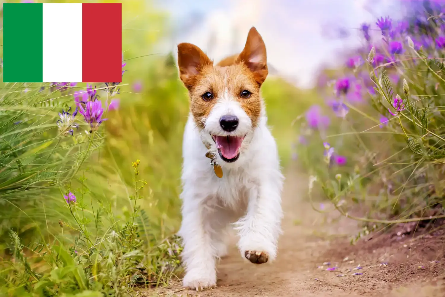 Jack Russell Welpen und Züchter Italien Hier findest Du Jack Russell Züchter in Italien.