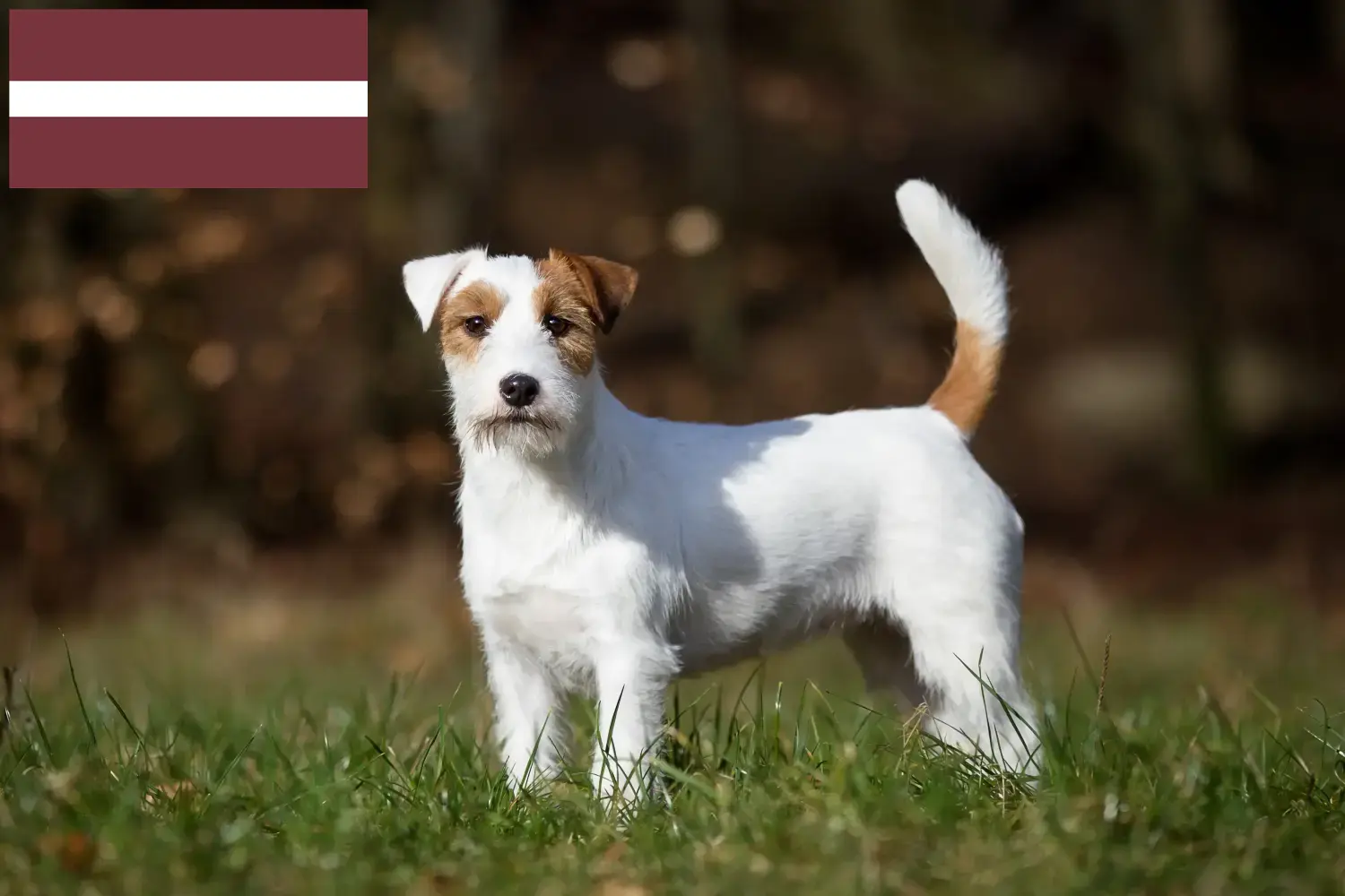 Jack Russell Welpen und Züchter Lettland Hier findest Du Jack Russell Züchter in Lettland.
