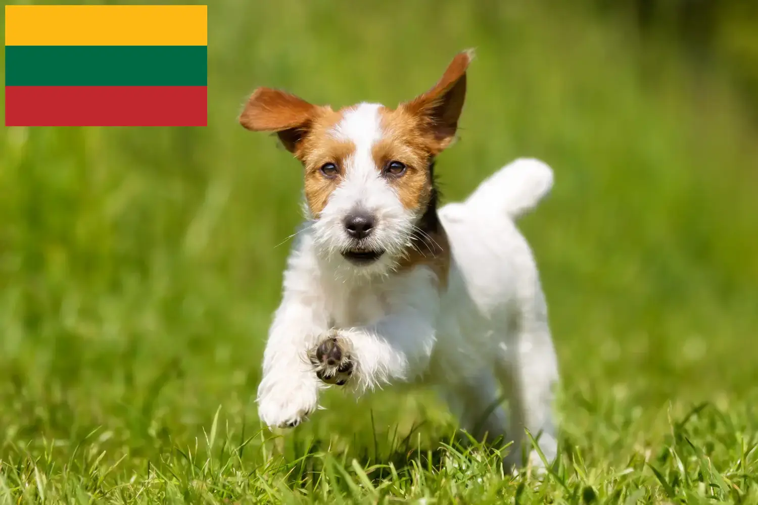 Jack Russell Welpen und Züchter Litauen Hier findest Du Jack Russell Züchter in Litauen.