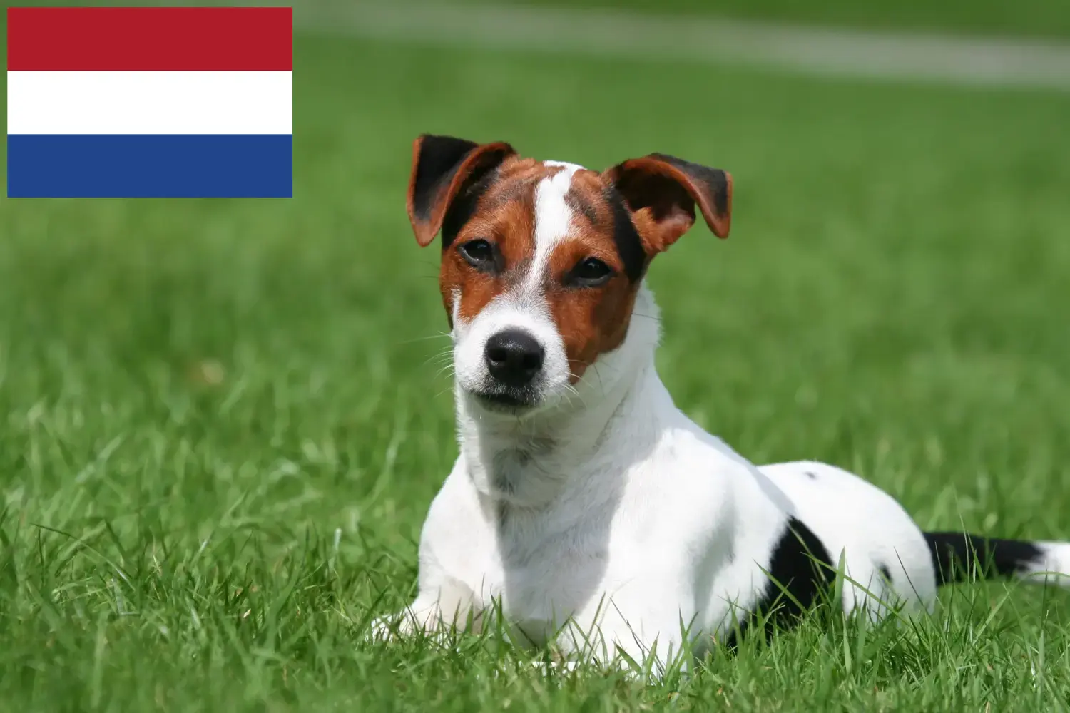 Jack Russell Welpen und Züchter Niederlande Hier findest Du Jack Russell Züchter in den Niederlanden.