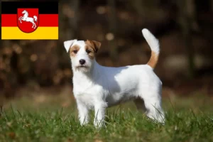 Read more about the article Jack Russell Züchter und Welpen in Niedersachsen