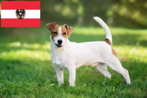 Read more about the article Jack Russell Züchter und Welpen in Österreich