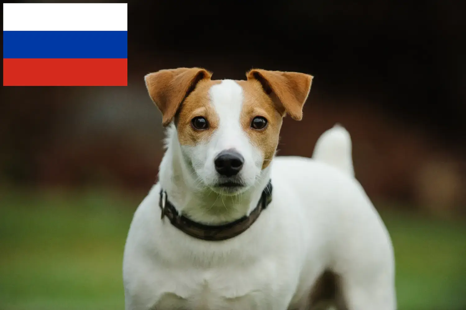 Jack Russell Welpen und Züchter Russland Hier findest Du Jack Russell Züchter in Russland.