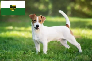 Read more about the article Jack Russell Züchter und Welpen in Sachsen