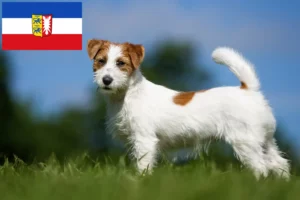 Read more about the article Jack Russell Züchter und Welpen in Schleswig-Holstein