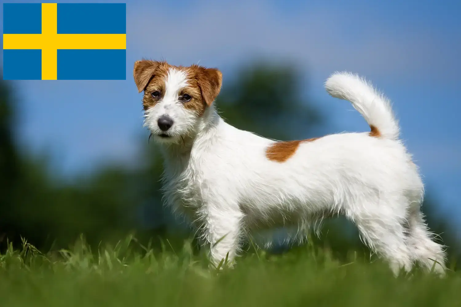 Jack Russell Welpen und Züchter Schweden Hier findest Du Jack Russell Züchter in Schweden.