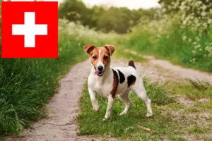 Read more about the article Jack Russell Züchter und Welpen in der Schweiz