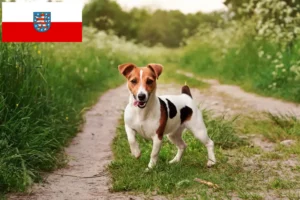 Read more about the article Jack Russell Züchter und Welpen in Thüringen