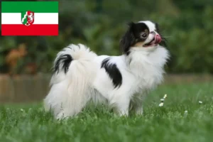 Mehr über den Artikel erfahren Japan Chin Züchter und Welpen in Nordrhein-Westfalen