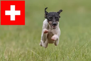 Read more about the article Japanischer Terrier Züchter und Welpen in der Schweiz