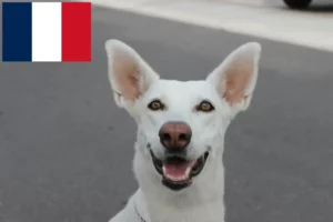 Mehr über den Artikel erfahren Kanaan-Hund Züchter und Welpen in Frankreich