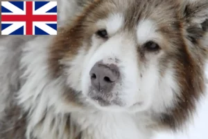 Read more about the article Kanadischer Eskimohund Züchter und Welpen in Großbritannien