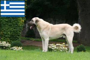 Read more about the article Kangal Züchter und Welpen in Griechenland