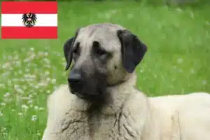 Read more about the article Kangal Züchter und Welpen in Österreich