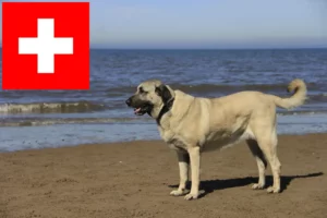 Read more about the article Kangal Züchter und Welpen in der Schweiz