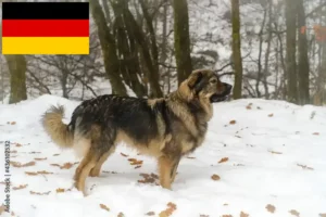 Read more about the article Karst-Schäferhund Züchter und Welpen in Deutschland