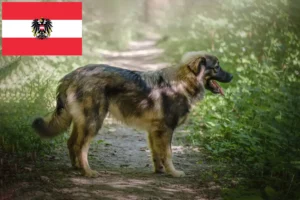 Read more about the article Karst-Schäferhund Züchter und Welpen in Österreich