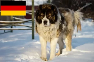 Read more about the article Kaukasischer Schäferhund Züchter und Welpen in Deutschland