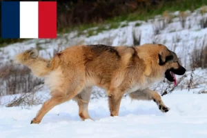 Read more about the article Kaukasischer Schäferhund Züchter und Welpen in Frankreich