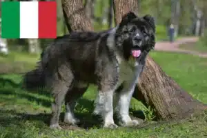 Read more about the article Kaukasischer Schäferhund Züchter und Welpen in Italien