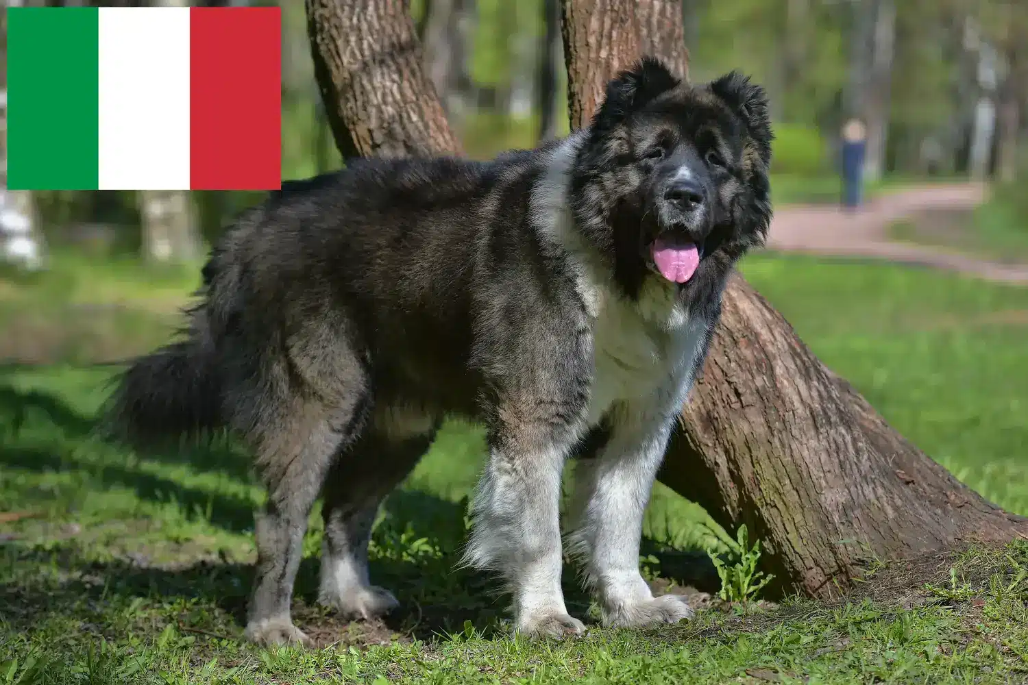 Kaukasischer Schäferhund Welpen und Züchter Italien Hier findest Du Kaukasische Schäferhunde Züchter in Italien.