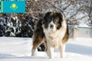 Read more about the article Kaukasischer Schäferhund Züchter und Welpen in Kasachstan