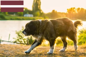 Read more about the article Kaukasischer Schäferhund Züchter und Welpen in Lettland