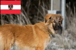 Read more about the article Kaukasischer Schäferhund Züchter und Welpen in Österreich