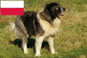 Read more about the article Kaukasischer Schäferhund Züchter und Welpen in Polen