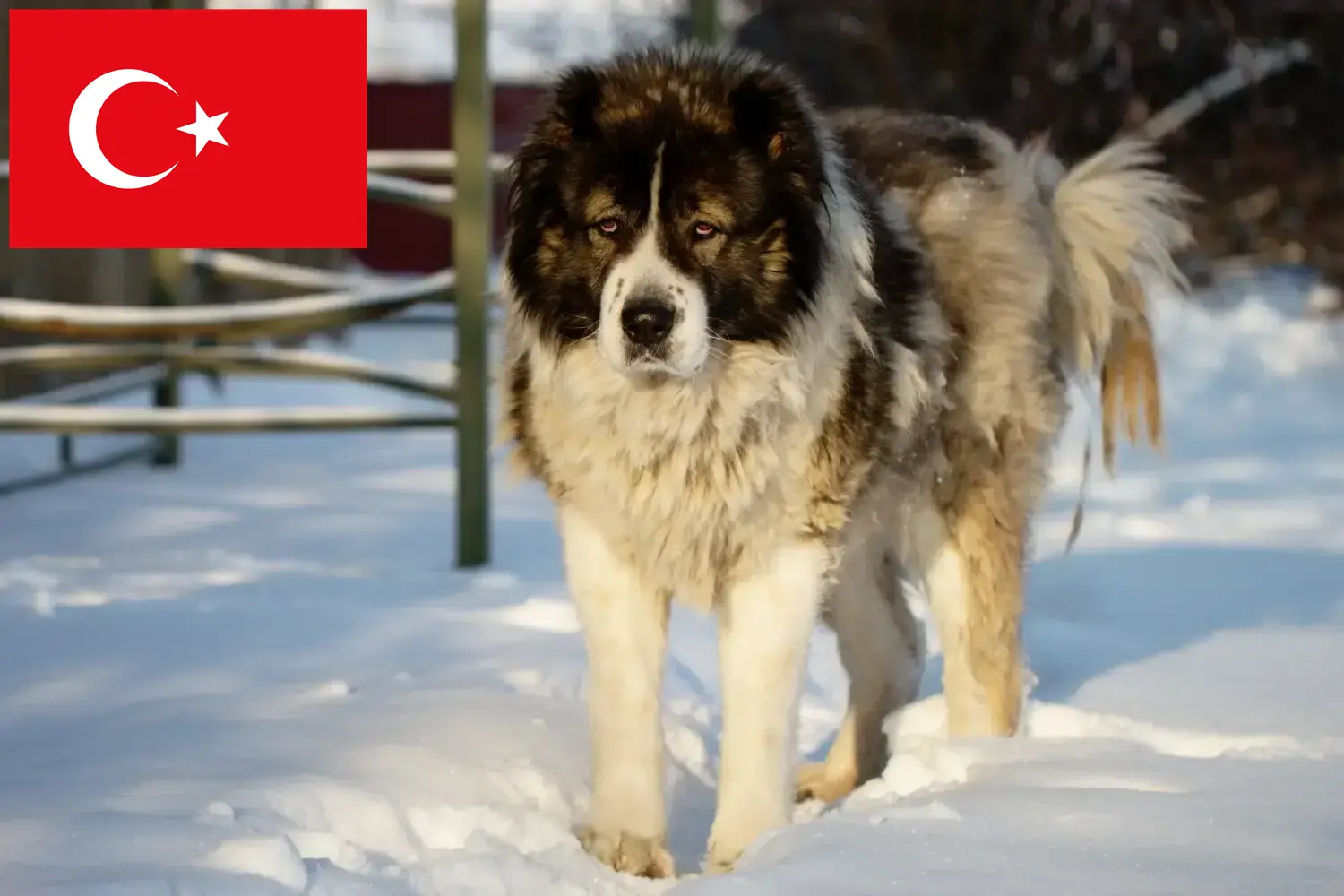 Kaukasischer Schäferhund Welpen und Züchter Türkei Hier findest Du Kaukasische Schäferhunde Züchter in der Türkei.