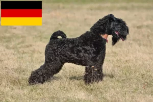 Read more about the article Kerry Blue Terrier Züchter und Welpen in Deutschland