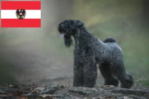 Mehr über den Artikel erfahren Kerry Blue Terrier Züchter und Welpen in Österreich