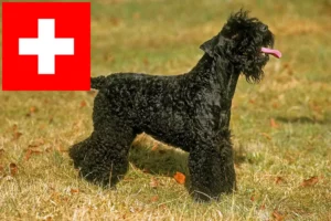 Read more about the article Kerry Blue Terrier Züchter und Welpen in der Schweiz