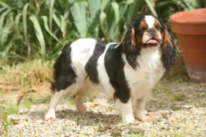 Read more about the article King Charles Spaniel Züchter