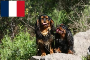 Read more about the article King Charles Spaniel Züchter und Welpen in Frankreich