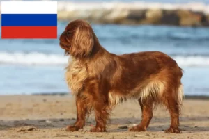 Read more about the article King Charles Spaniel Züchter und Welpen in Russland