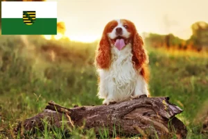 Read more about the article King Charles Spaniel Züchter und Welpen in Sachsen