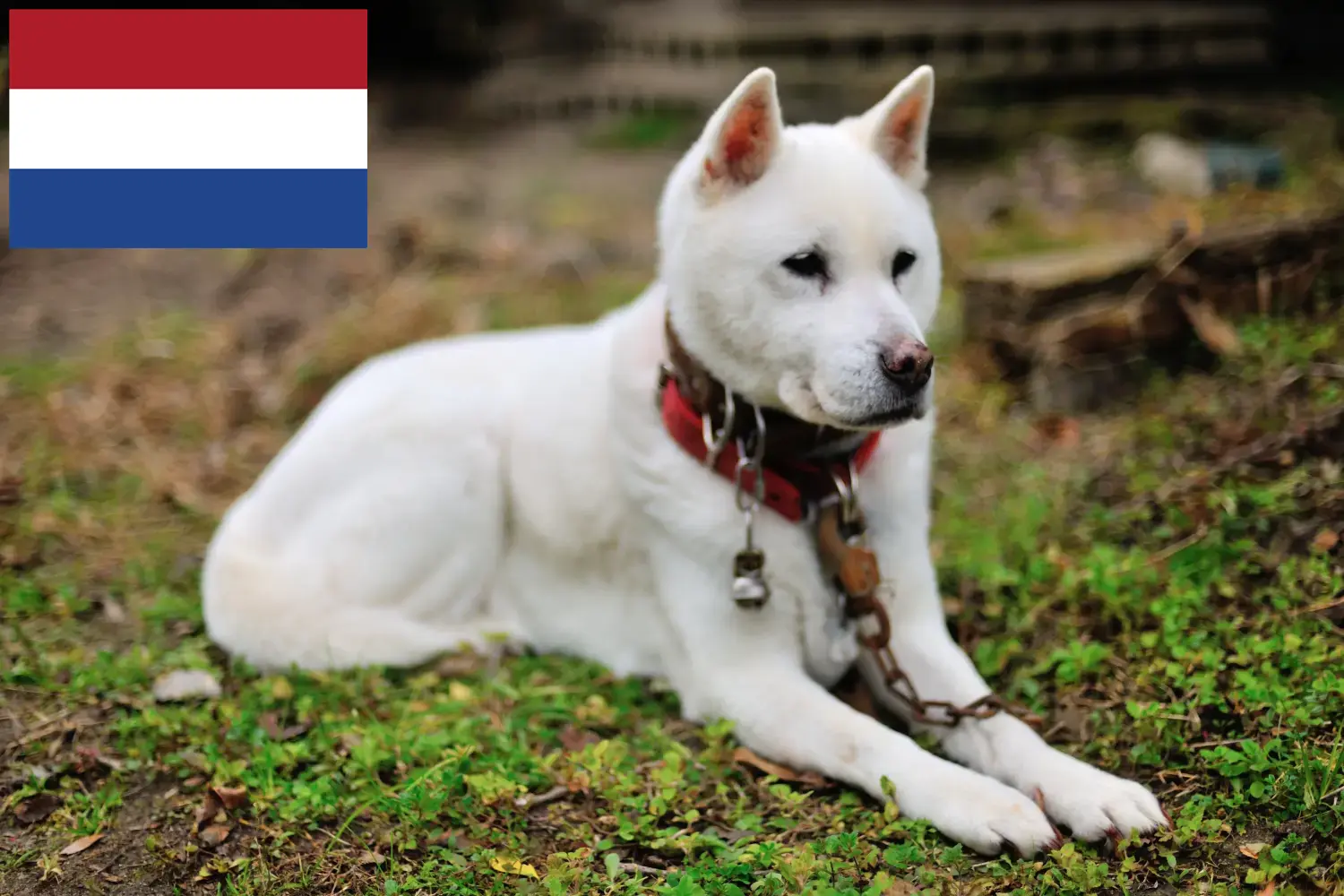 Kishu Welpen und Züchter Niederlande Hier findest Du Kishus Züchter in den Niederlanden.