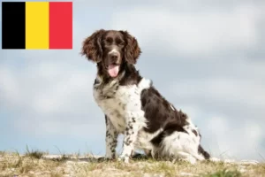 Read more about the article Kleiner Münsterländer Züchter und Welpen in Belgien