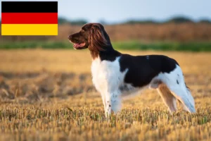 Read more about the article Kleiner Münsterländer Züchter und Welpen in Deutschland