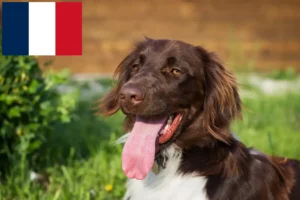 Read more about the article Kleiner Münsterländer Züchter und Welpen in Frankreich