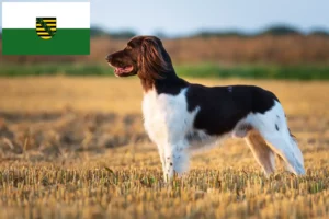 Read more about the article Kleiner Münsterländer Züchter und Welpen in Sachsen