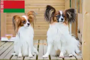 Read more about the article Kontinentaler Zwergspaniel Züchter und Welpen in Belarus