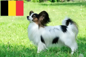 Read more about the article Kontinentaler Zwergspaniel Züchter und Welpen in Belgien