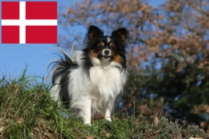 Read more about the article Kontinentaler Zwergspaniel Züchter und Welpen in Dänemark